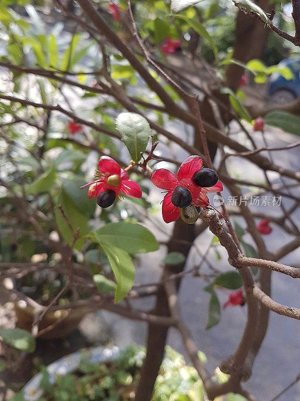 美丽植物的花/毛莨属